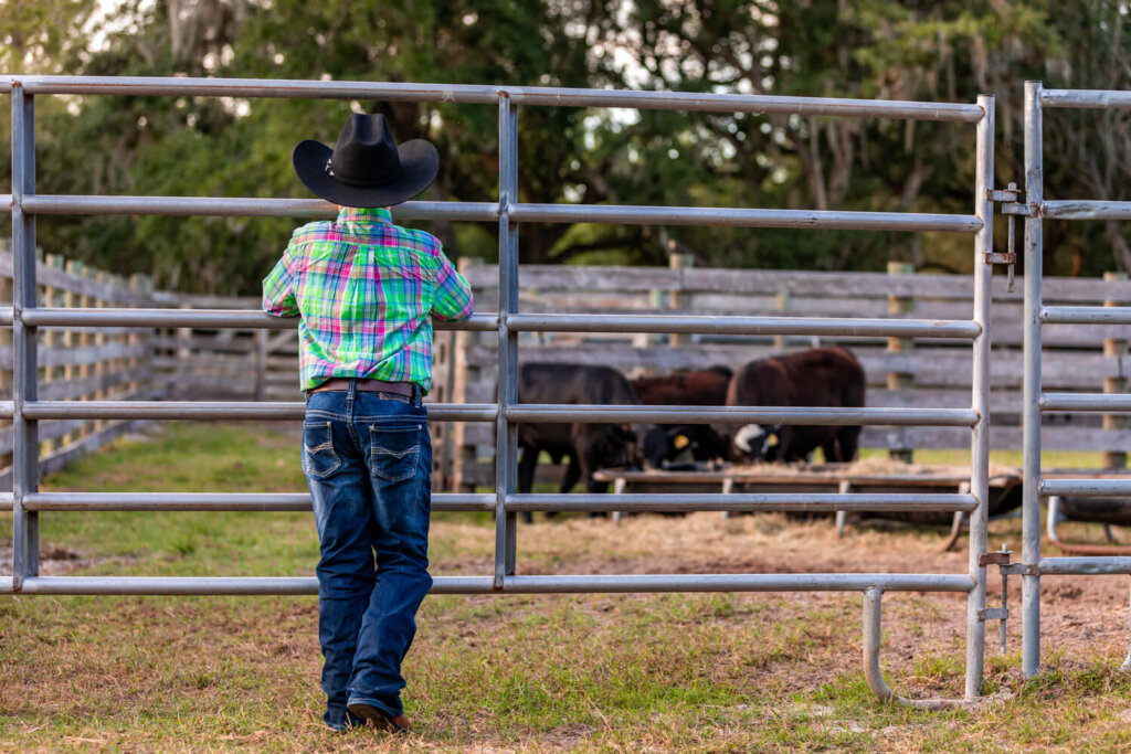 A young boy in a cowboy hat staring through a fence at several cows