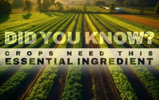 Do You Know? Crops Need This Essential Ingredient